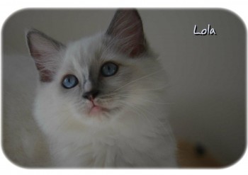 femelle blue point-mitted - Chatterie Ragdolls du Val de Beauvoir